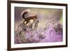 Red squirrel (Sciurus vulgaris) in blooming heather, Cairngorms National Park, Scotland, United Kin-Kevin Morgans-Framed Photographic Print