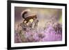 Red squirrel (Sciurus vulgaris) in blooming heather, Cairngorms National Park, Scotland, United Kin-Kevin Morgans-Framed Photographic Print