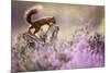 Red squirrel (Sciurus vulgaris) in blooming heather, Cairngorms National Park, Scotland, United Kin-Kevin Morgans-Mounted Photographic Print