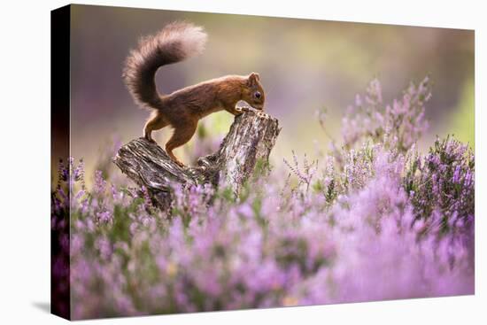 Red squirrel (Sciurus vulgaris) in blooming heather, Cairngorms National Park, Scotland, United Kin-Kevin Morgans-Stretched Canvas