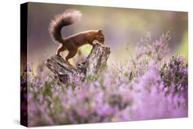 Red squirrel (Sciurus vulgaris) in blooming heather, Cairngorms National Park, Scotland, United Kin-Kevin Morgans-Stretched Canvas