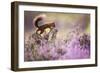 Red squirrel (Sciurus vulgaris) in blooming heather, Cairngorms National Park, Scotland, United Kin-Kevin Morgans-Framed Photographic Print