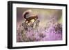 Red squirrel (Sciurus vulgaris) in blooming heather, Cairngorms National Park, Scotland, United Kin-Kevin Morgans-Framed Photographic Print