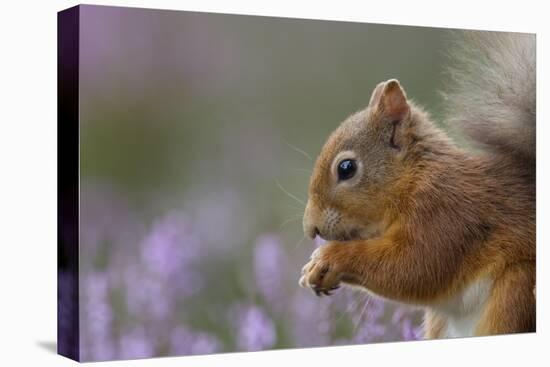 Red Squirrel (Sciurus Vulgaris) in Flowering Heather. Inshriach Forest, Scotland, September-Peter Cairns-Stretched Canvas