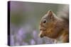Red Squirrel (Sciurus Vulgaris) in Flowering Heather. Inshriach Forest, Scotland, September-Peter Cairns-Stretched Canvas