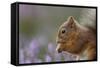 Red Squirrel (Sciurus Vulgaris) in Flowering Heather. Inshriach Forest, Scotland, September-Peter Cairns-Framed Stretched Canvas