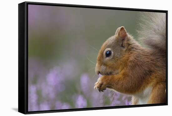 Red Squirrel (Sciurus Vulgaris) in Flowering Heather. Inshriach Forest, Scotland, September-Peter Cairns-Framed Stretched Canvas