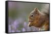 Red Squirrel (Sciurus Vulgaris) in Flowering Heather. Inshriach Forest, Scotland, September-Peter Cairns-Framed Stretched Canvas