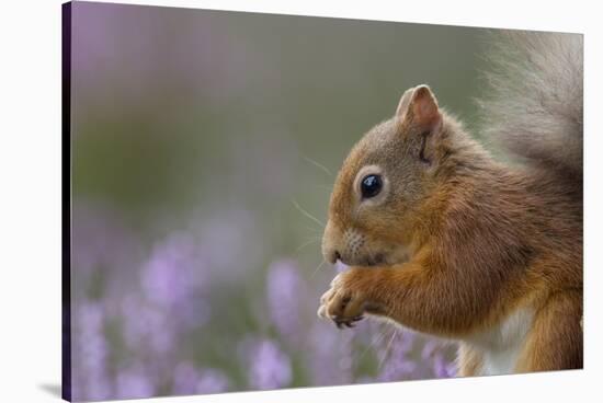 Red Squirrel (Sciurus Vulgaris) in Flowering Heather. Inshriach Forest, Scotland, September-Peter Cairns-Stretched Canvas