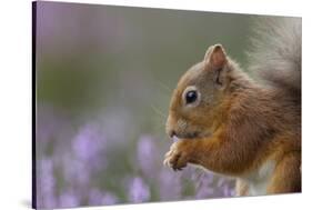 Red Squirrel (Sciurus Vulgaris) in Flowering Heather. Inshriach Forest, Scotland, September-Peter Cairns-Stretched Canvas