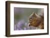 Red Squirrel (Sciurus Vulgaris) in Flowering Heather. Inshriach Forest, Scotland, September-Peter Cairns-Framed Premium Photographic Print