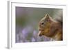 Red Squirrel (Sciurus Vulgaris) in Flowering Heather. Inshriach Forest, Scotland, September-Peter Cairns-Framed Photographic Print