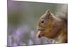 Red Squirrel (Sciurus Vulgaris) in Flowering Heather. Inshriach Forest, Scotland, September-Peter Cairns-Mounted Photographic Print