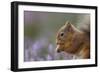 Red Squirrel (Sciurus Vulgaris) in Flowering Heather. Inshriach Forest, Scotland, September-Peter Cairns-Framed Photographic Print