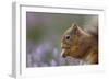 Red Squirrel (Sciurus Vulgaris) in Flowering Heather. Inshriach Forest, Scotland, September-Peter Cairns-Framed Photographic Print