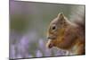 Red Squirrel (Sciurus Vulgaris) in Flowering Heather. Inshriach Forest, Scotland, September-Peter Cairns-Mounted Photographic Print