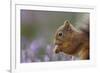 Red Squirrel (Sciurus Vulgaris) in Flowering Heather. Inshriach Forest, Scotland, September-Peter Cairns-Framed Photographic Print