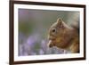 Red Squirrel (Sciurus Vulgaris) in Flowering Heather. Inshriach Forest, Scotland, September-Peter Cairns-Framed Photographic Print