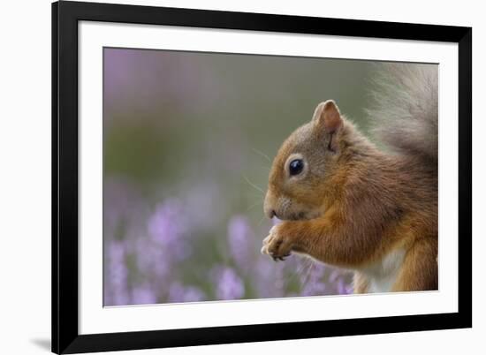 Red Squirrel (Sciurus Vulgaris) in Flowering Heather. Inshriach Forest, Scotland, September-Peter Cairns-Framed Photographic Print