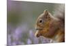 Red Squirrel (Sciurus Vulgaris) in Flowering Heather. Inshriach Forest, Scotland, September-Peter Cairns-Mounted Photographic Print