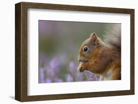 Red Squirrel (Sciurus Vulgaris) in Flowering Heather. Inshriach Forest, Scotland, September-Peter Cairns-Framed Photographic Print