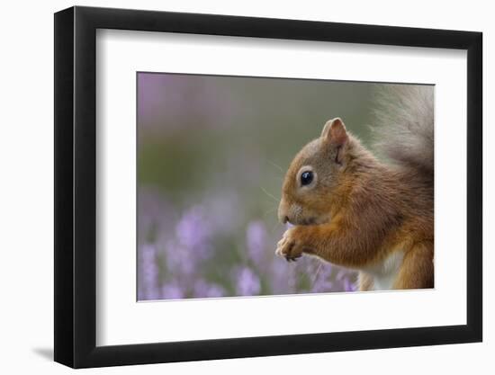 Red Squirrel (Sciurus Vulgaris) in Flowering Heather. Inshriach Forest, Scotland, September-Peter Cairns-Framed Photographic Print