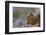 Red Squirrel (Sciurus Vulgaris) in Flowering Heather. Inshriach Forest, Scotland, September-Peter Cairns-Framed Photographic Print