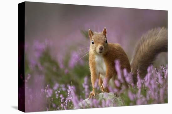 Red Squirrel (Sciurus Vulgaris) in Flowering Heather. Inshriach Forest, Scotland, UK, September-Pete Cairns-Stretched Canvas