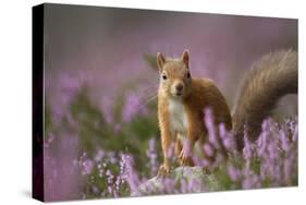 Red Squirrel (Sciurus Vulgaris) in Flowering Heather. Inshriach Forest, Scotland, UK, September-Pete Cairns-Stretched Canvas