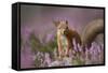 Red Squirrel (Sciurus Vulgaris) in Flowering Heather. Inshriach Forest, Scotland, UK, September-Pete Cairns-Framed Stretched Canvas