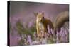 Red Squirrel (Sciurus Vulgaris) in Flowering Heather. Inshriach Forest, Scotland, UK, September-Pete Cairns-Stretched Canvas