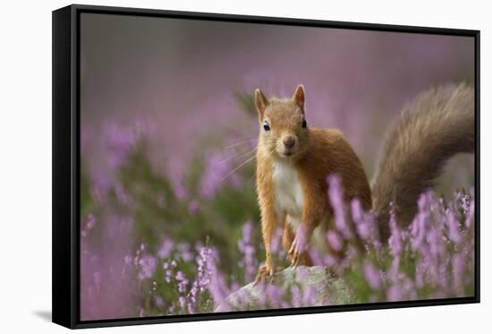 Red Squirrel (Sciurus Vulgaris) in Flowering Heather. Inshriach Forest, Scotland, UK, September-Pete Cairns-Framed Stretched Canvas