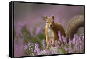 Red Squirrel (Sciurus Vulgaris) in Flowering Heather. Inshriach Forest, Scotland, UK, September-Pete Cairns-Framed Stretched Canvas