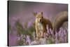 Red Squirrel (Sciurus Vulgaris) in Flowering Heather. Inshriach Forest, Scotland, UK, September-Pete Cairns-Stretched Canvas