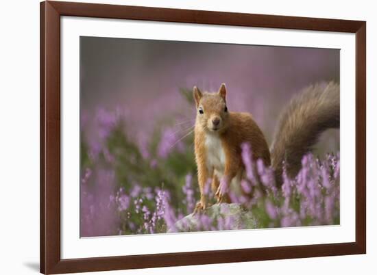 Red Squirrel (Sciurus Vulgaris) in Flowering Heather. Inshriach Forest, Scotland, UK, September-Pete Cairns-Framed Photographic Print