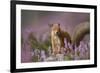 Red Squirrel (Sciurus Vulgaris) in Flowering Heather. Inshriach Forest, Scotland, UK, September-Pete Cairns-Framed Photographic Print