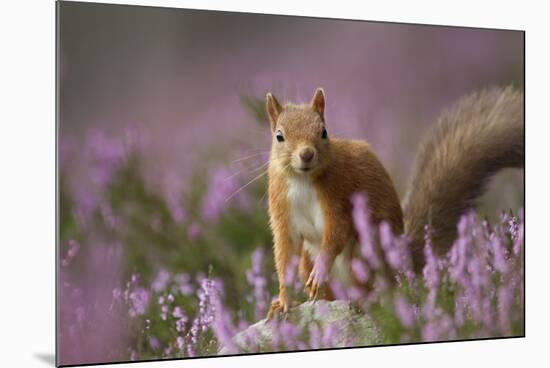 Red Squirrel (Sciurus Vulgaris) in Flowering Heather. Inshriach Forest, Scotland, UK, September-Pete Cairns-Mounted Photographic Print