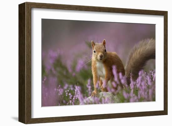 Red Squirrel (Sciurus Vulgaris) in Flowering Heather. Inshriach Forest, Scotland, UK, September-Pete Cairns-Framed Photographic Print