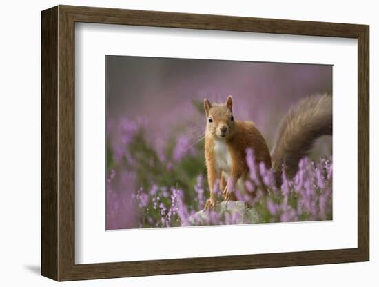 Red Squirrel (Sciurus Vulgaris) in Flowering Heather. Inshriach Forest, Scotland, UK, September-Pete Cairns-Framed Photographic Print