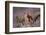 Red Squirrel (Sciurus Vulgaris) in Flowering Heather. Inshriach Forest, Scotland, UK, September-Pete Cairns-Framed Photographic Print