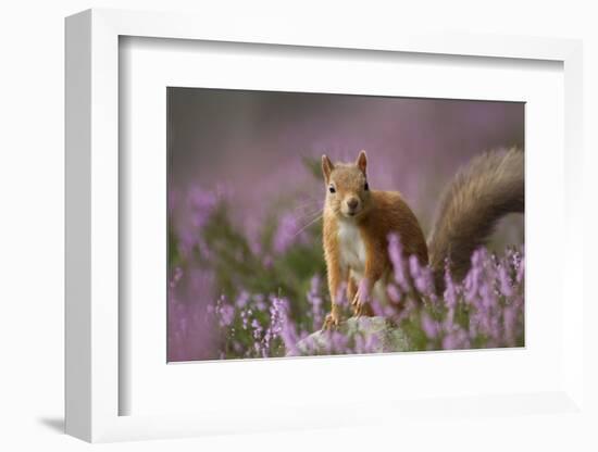 Red Squirrel (Sciurus Vulgaris) in Flowering Heather. Inshriach Forest, Scotland, UK, September-Pete Cairns-Framed Photographic Print