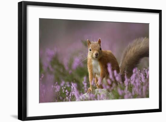 Red Squirrel (Sciurus Vulgaris) in Flowering Heather. Inshriach Forest, Scotland, UK, September-Pete Cairns-Framed Photographic Print