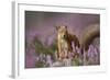 Red Squirrel (Sciurus Vulgaris) in Flowering Heather. Inshriach Forest, Scotland, UK, September-Pete Cairns-Framed Photographic Print