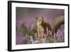 Red Squirrel (Sciurus Vulgaris) in Flowering Heather. Inshriach Forest, Scotland, UK, September-Pete Cairns-Framed Photographic Print