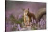 Red Squirrel (Sciurus Vulgaris) in Flowering Heather. Inshriach Forest, Scotland, UK, September-Pete Cairns-Stretched Canvas