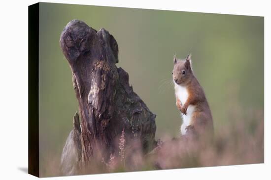 Red Squirrel (Sciurus Vulgaris) in Pine Forest. Glenfeshie, Scotland, December-Peter Cairns-Stretched Canvas