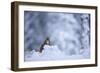 Red Squirrel (Sciurus Vulgaris) in Snow, Glenfeshie, Cairngorms Np, Scotland, February 2009-Cairns-Framed Photographic Print