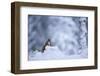 Red Squirrel (Sciurus Vulgaris) in Snow, Glenfeshie, Cairngorms Np, Scotland, February 2009-Cairns-Framed Photographic Print