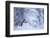 Red Squirrel (Sciurus Vulgaris) in Snow, Glenfeshie, Cairngorms Np, Scotland, February 2009-Cairns-Framed Photographic Print