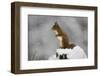 Red Squirrel (Sciurus Vulgaris) in Snow, Glenfeshie, Cairngorms Np, Scotland, February-Cairns-Framed Photographic Print